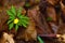 Creeping buttercup flower, Ranunculus Repens. Tellow forest flower on a brown leaves background