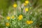 Creeping buttercup on meadow on blurred background