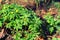 Creeping buttercup plants