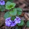 Creeping Charlie Groundcover Flowering Purple