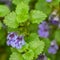 Creeping Charlie Groundcover Flowering Purple