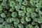 Creeping Charlie or Jenny Ground Cover - Glechoma hederacea