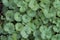 Creeping Charlie or Jenny Ground Cover - Glechoma hederacea