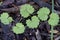 Creeping Charlie or Jenny Ground Cover - Glechoma hederacea