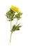 Creeping cinquefoil Potentilla yellow flower
