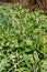 Creeping comfrey (symphytum grandiflorum) flowers