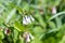 Creeping comfrey (symphytum grandiflorum) flowers