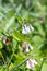 Creeping comfrey (symphytum grandiflorum) flowers