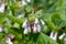 Creeping comfrey (symphytum grandiflorum) flowers