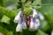 Creeping comfrey (symphytum grandiflorum) flowers