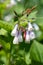 Creeping comfrey (symphytum grandiflorum) flowers