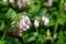 Creeping comfrey (symphytum grandiflorum) flowers