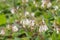 Creeping comfrey, Symphytum grandiflorum, white tubular flowers