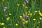 Creeping Crowfoot - Ranunculus Repens - In Spring Meadow