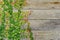 Creeping Fig Vines Growing on Weathered Wood Wall Background