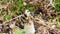 Creeping flies upon Common Stinkhorn, Holland