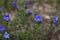 Creeping gromwell blue-purplish flower