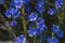 Creeping gromwell blue-purplish flowers