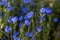 Creeping gromwell blue-purplish flowers