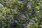 Creeping gromwell blue-purplish flowers