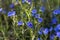 Creeping gromwell blue-purplish flowers