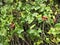 the creeping ivy gourd fruits plant climbing around the wild bushes.