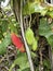 the creeping ivy gourd fruits plant climbing around the wild bushes.