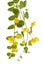 Creeping jenny