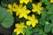 Creeping Jenny (Lysimachia nummularia)