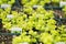 Creeping Jenny Lysimachia nummularia Growing in Pots