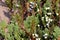 Creeping Juniper   605501