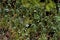 Creeping Juniper  803794