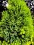 Creeping Juniper