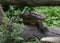 Creeping Komodo Monitor Climbing Under a Fallen Log