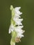 Creeping Lady`s-tresses