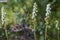 Creeping Lady`s tresses or Goodyera repens in Scotland.