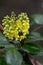 Creeping Mahonia repens, cluster of yellow flowers and buds