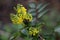 Creeping Mahonia repens, clusters of yellow flowers and buds