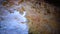 Creeping mold colonies on rotten wood and organic remains in the humid Odessa catacombs