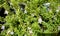 Creeping Myoporum, Myoporum parvifolium