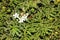 Creeping Myoporum, Myoporum parvifolium
