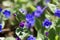 Creeping navelwort, Omphalodes verna