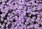 Creeping phlox flower background