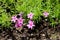 Creeping phlox or Phlox stolonifera herbaceous stoloniferous perennial plants with pink flowers surrounded with narrow green