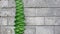 Creeping plant at concrete brick