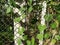 Creeping plant grow on the concrete pole and rope wire.