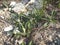 Creeping plant of Hieracium pilosella