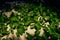 Creeping Plant Sand Shadows Mysterious Green Background