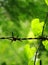 Creeping plants growing under sunlight over barbed wired