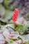 Creeping rhubarb Gunnera prorepens spike of red berries